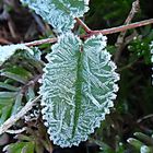 Verzaubertes Blatt (2) - Nach dem ersten Nachtfrost