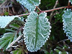 Verzaubertes Blatt (2) - Nach dem ersten Nachtfrost