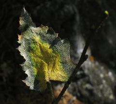 Verzaubertes Blatt...