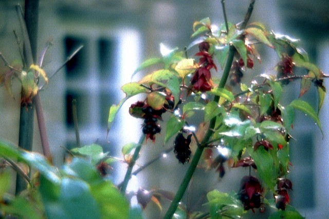 Verzaubertes Licht im Grün