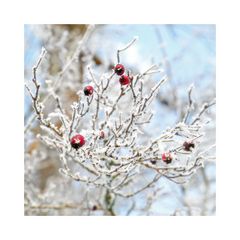 Verzehrst Du eine dieser Beeren - wird dies den Bauch wohl nicht beschweren.