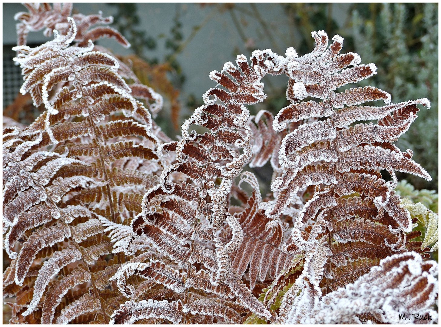 Verziert mit dem nahenden Winter ,