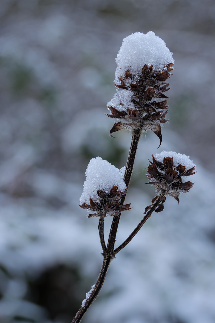 verziert mit Eiskristallen