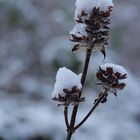 verziert mit Eiskristallen