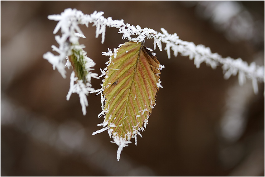 verziertes Blatt