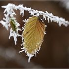 verziertes Blatt