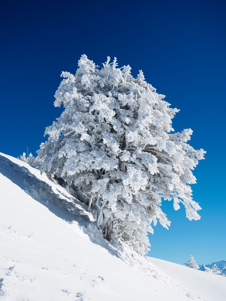 Verzuckerter Baum