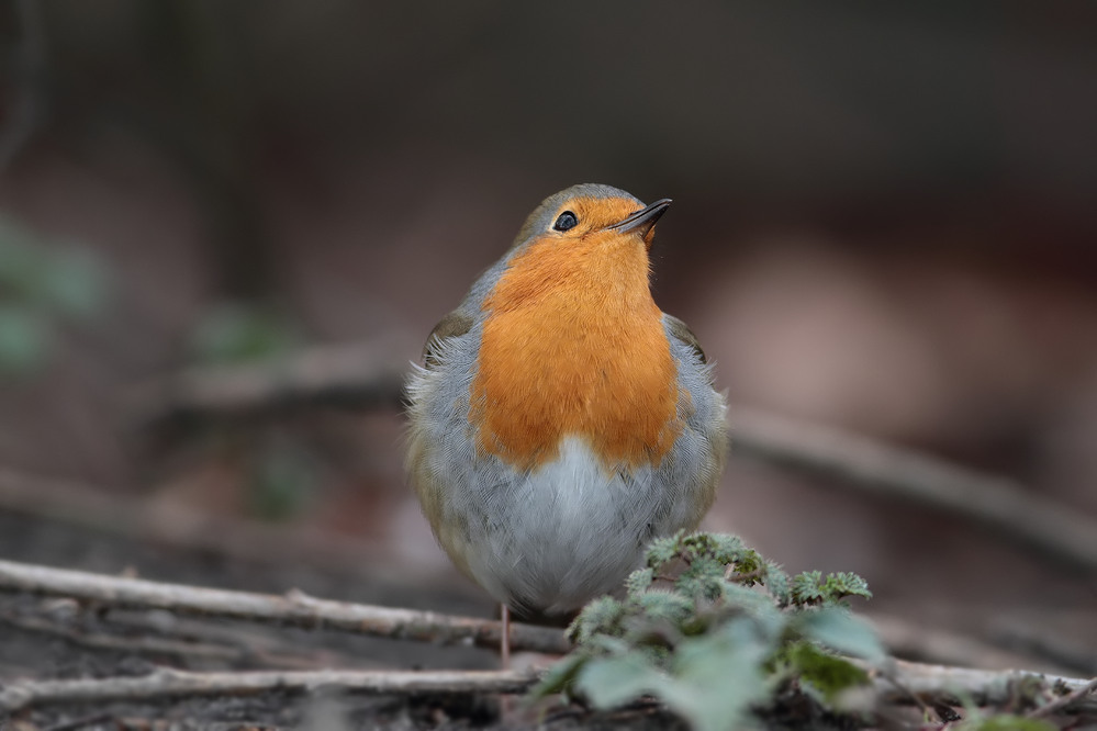 Verzückter Blick