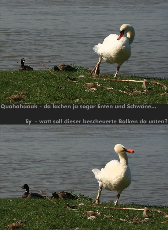 Verzweifelt schaute der unschuldige Schwan...