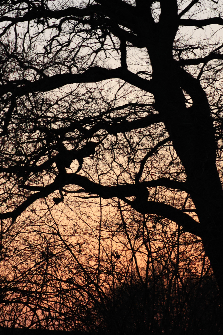 Verzweigte Silhouette