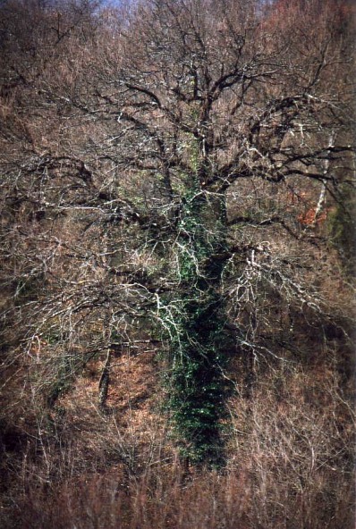 verzweigte Struktur