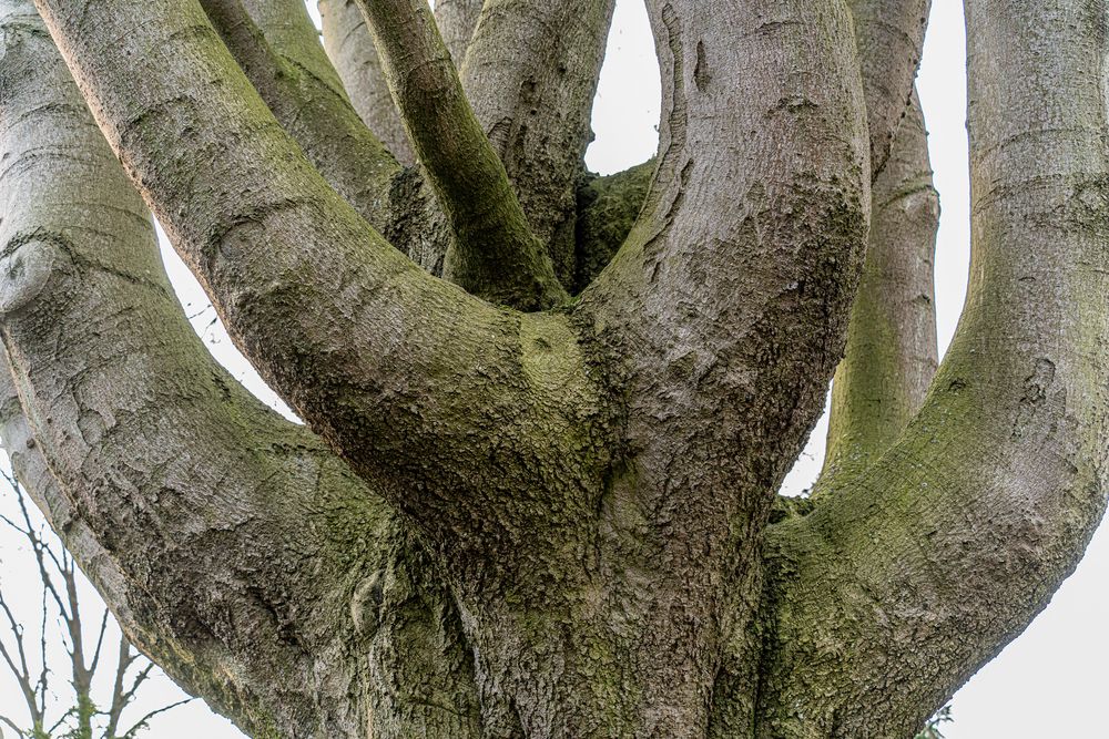 Verzweigung Foto & Bild pflanzen, pilze & flechten, bäume, baumrinden,wurzeln, Äste Bilder