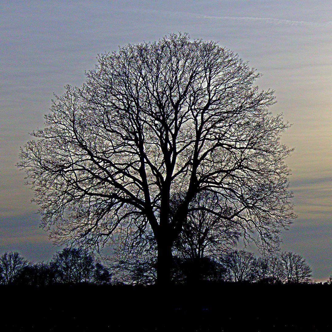 Verzweigung