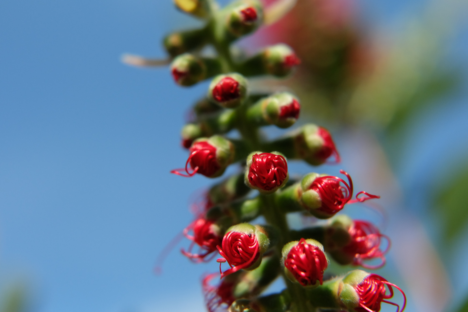 Verzwirbelder Callistemon