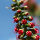 Verzwirbelder Callistemon