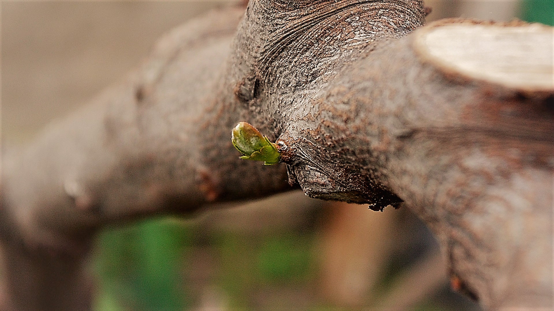 VES LA PRIMAVERA,LLEGAR