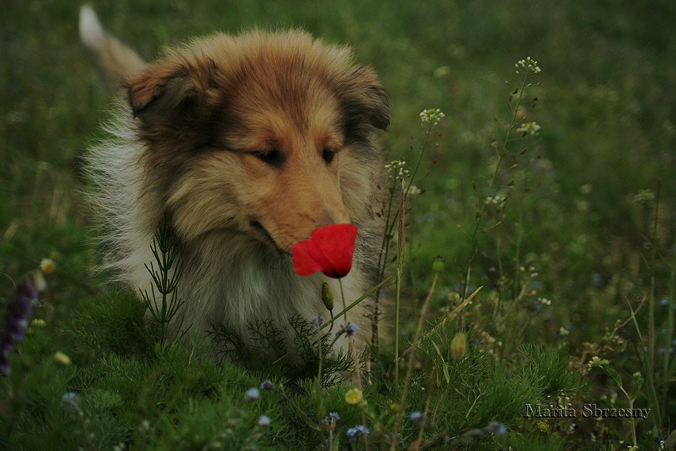 Vesca entdeckt Mohnblumen