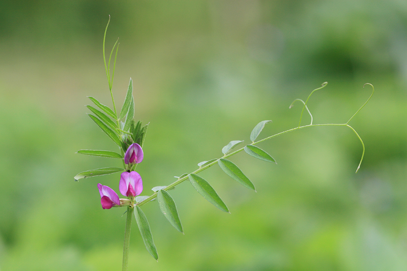 Vesce cultivée