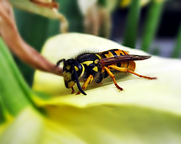 Vespa Corbra auf Amarylliceae