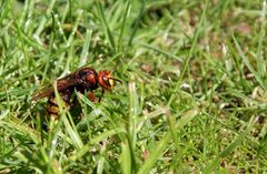 Vespa crabro...