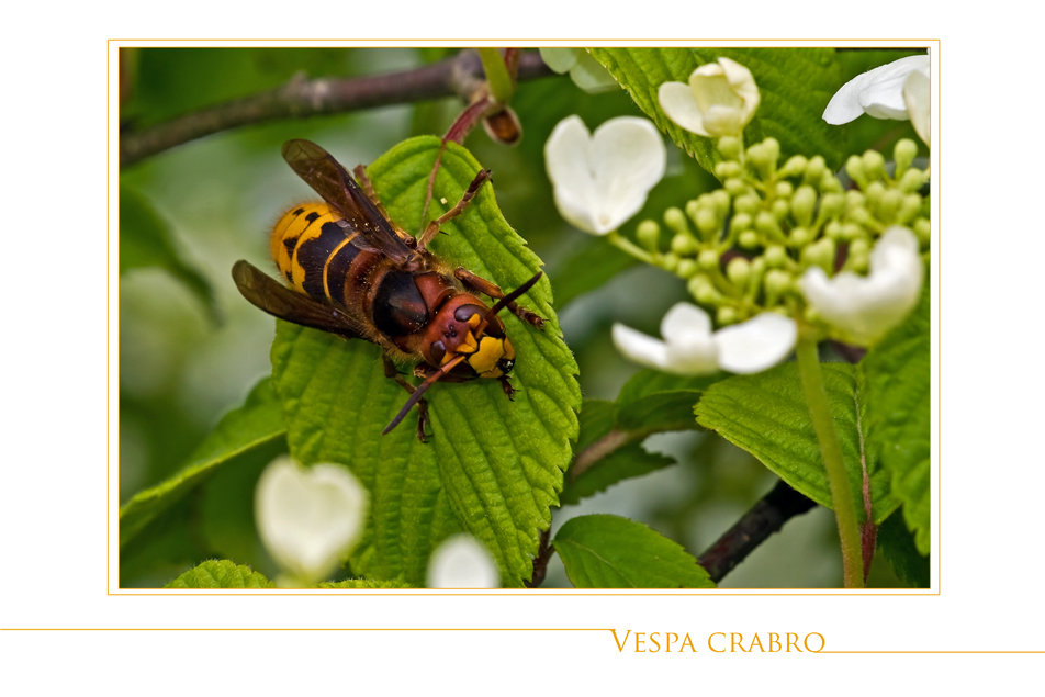 Vespa Crabro...