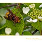 Vespa Crabro...