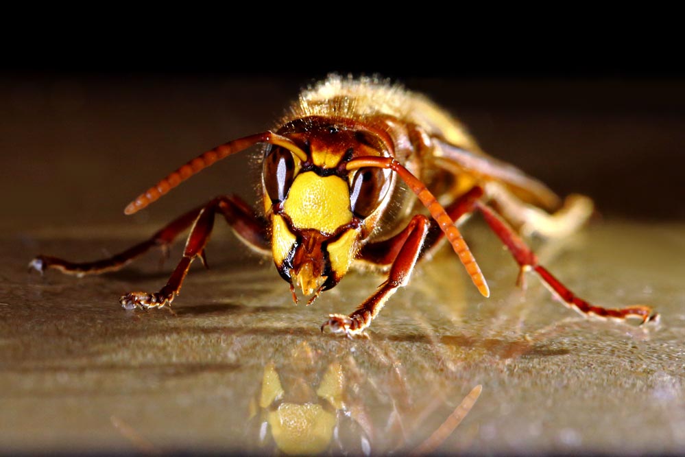 Vespa crabro