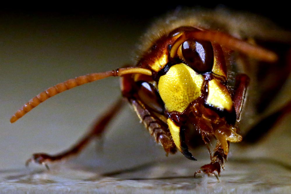 Vespa crabro