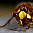 Vespa crabro