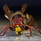 Vespa crabro