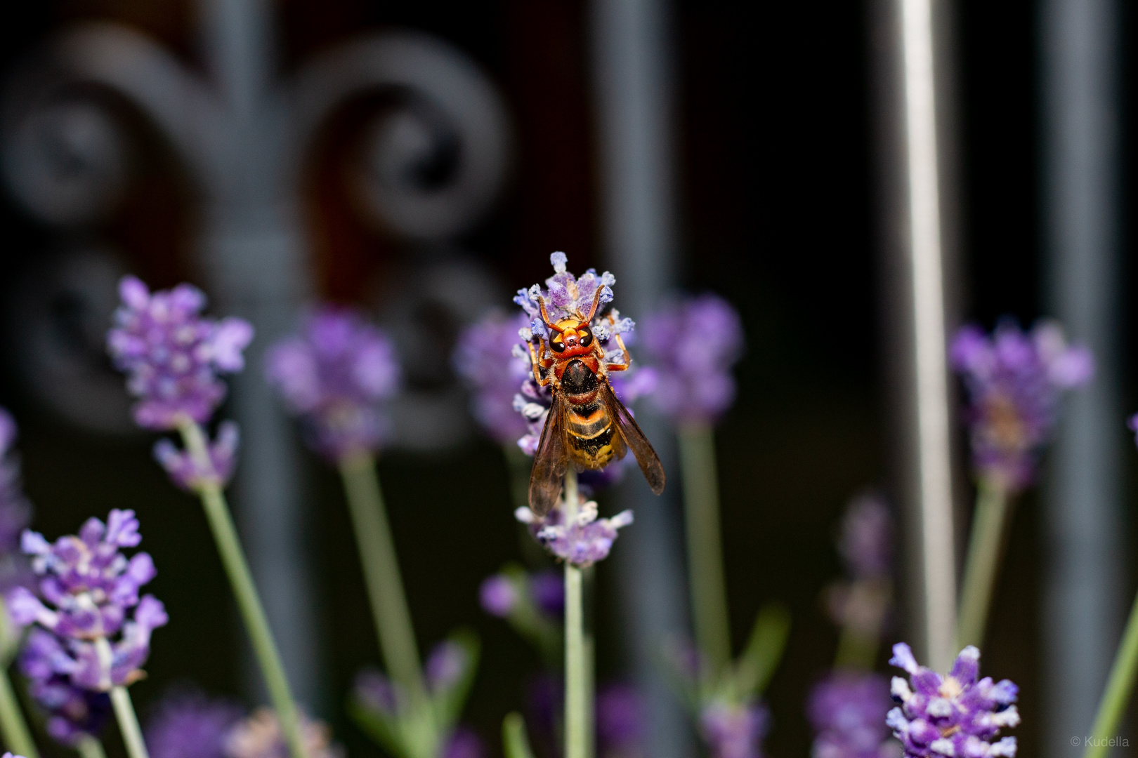 Vespa crabro