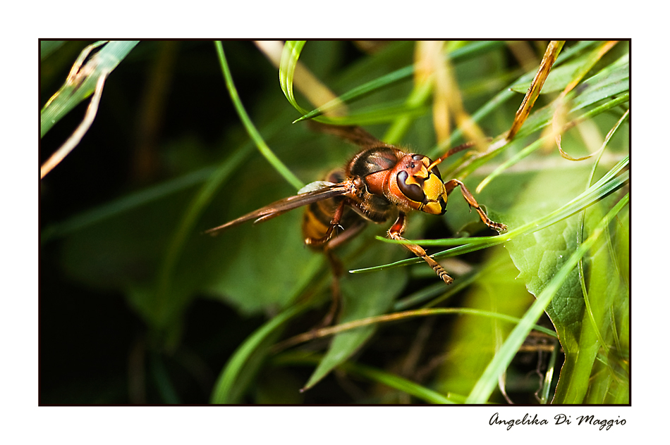 Vespa crabro