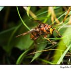 Vespa crabro