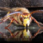 Vespa crabro ...