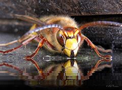 Vespa crabro ...