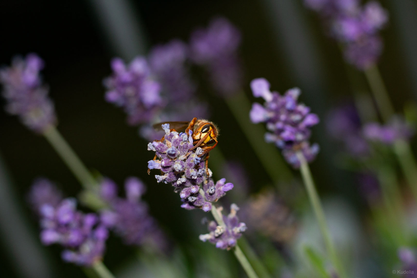 Vespa crabro