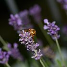 Vespa crabro