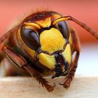 Vespa crabro