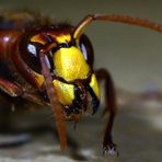 Vespa crabro -