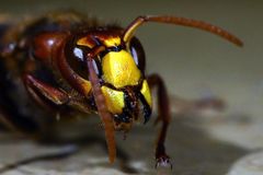 Vespa crabro -