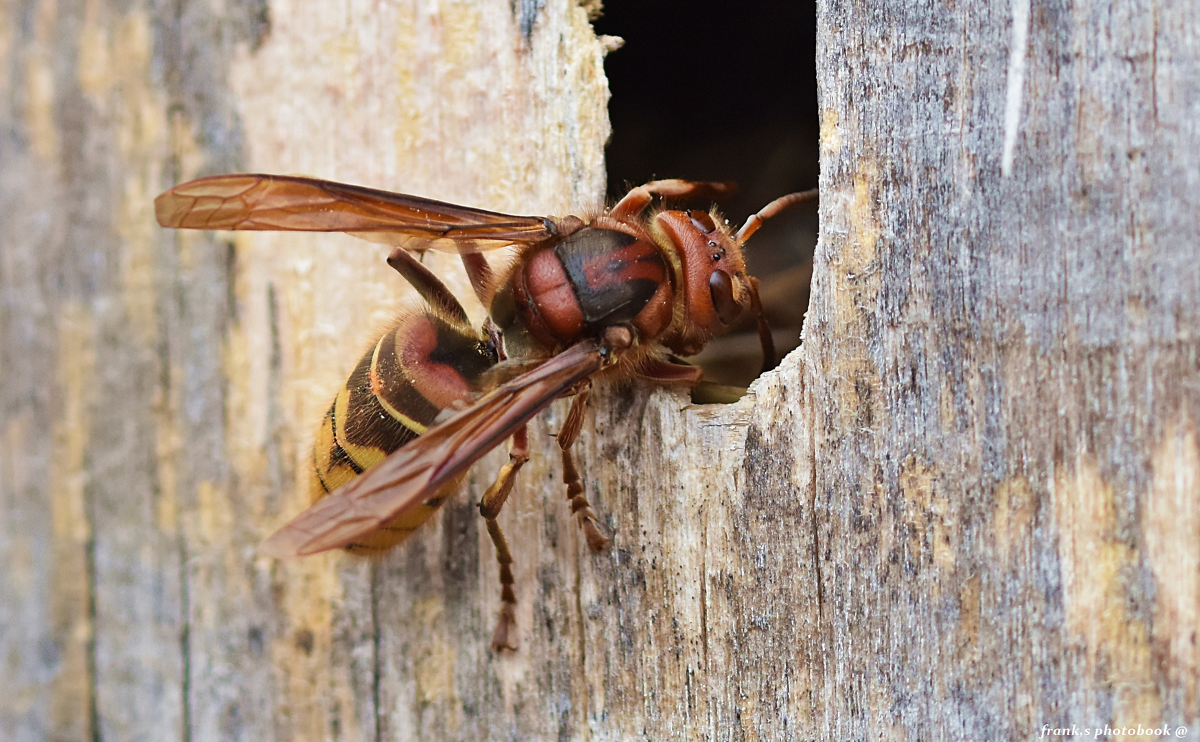 Vespa crabro