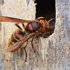 Vespa crabro