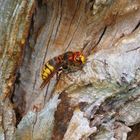 Vespa Crabro