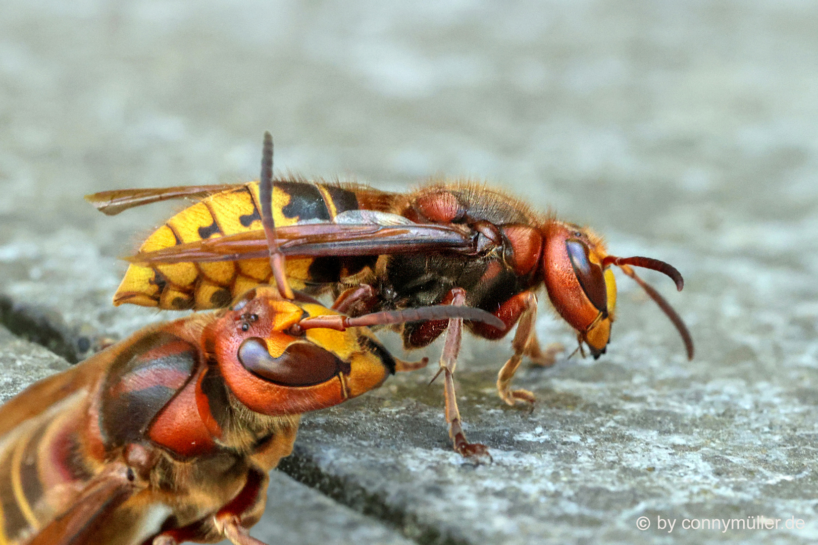 Vespa Crabro