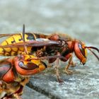 Vespa Crabro