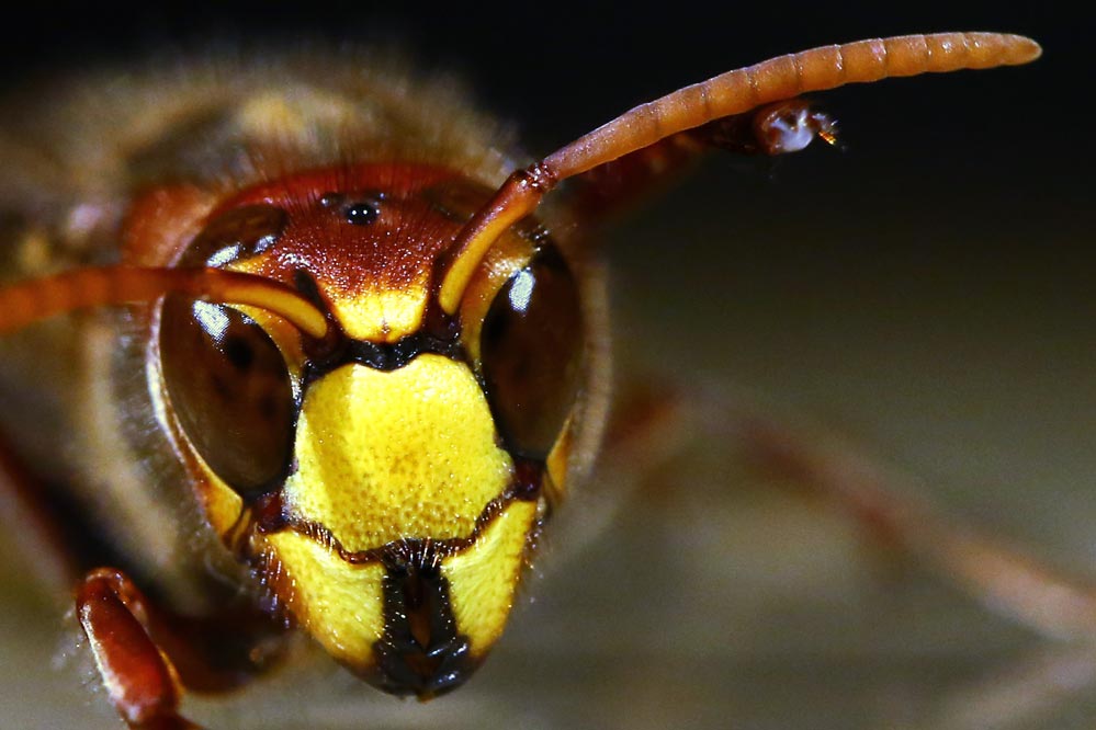 Vespa crabro