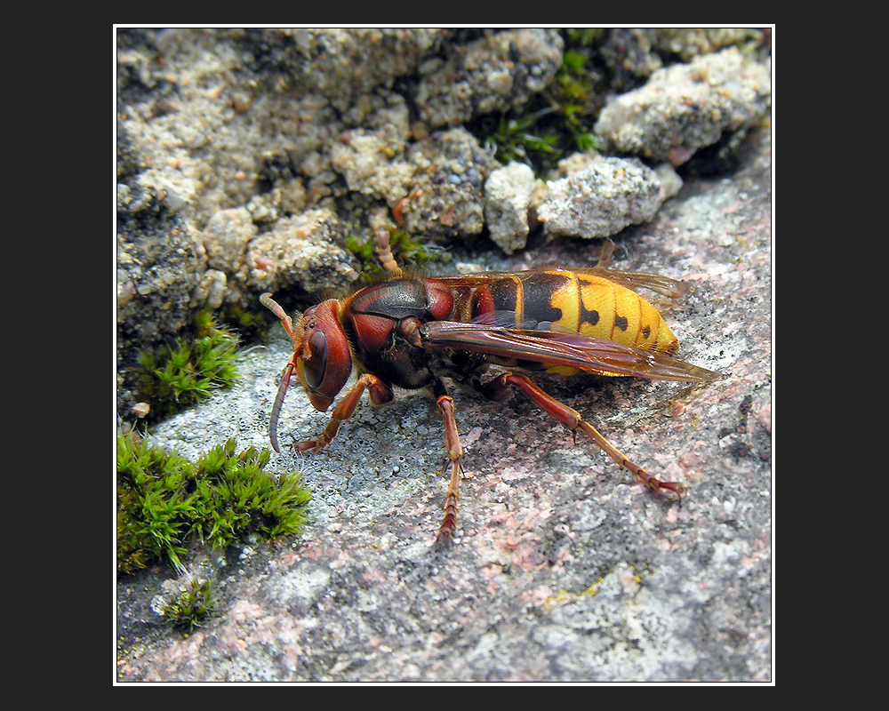 Vespa crabro