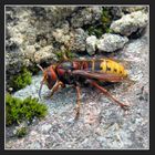 Vespa crabro