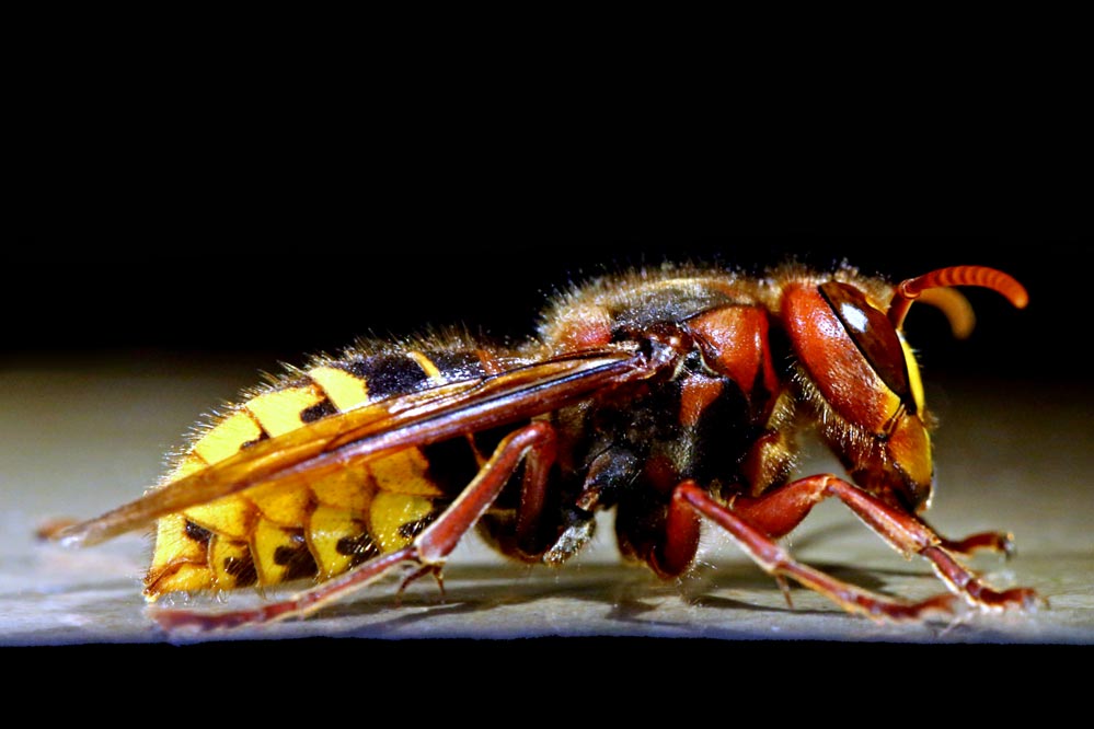 Vespa crabro - Breitseite