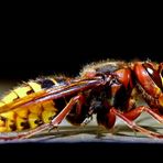 Vespa crabro - Breitseite